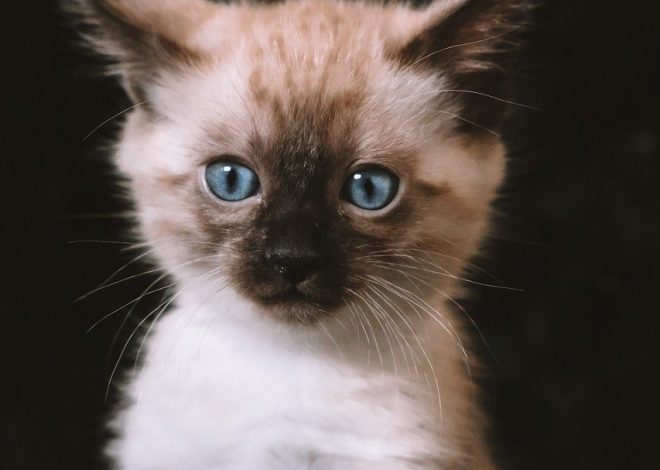 Creative Pet Projects to Engage Your Furry Friends