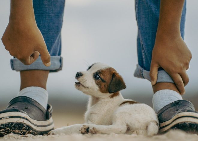 Creating a Welcoming Space: Top Pet Friendly Projects