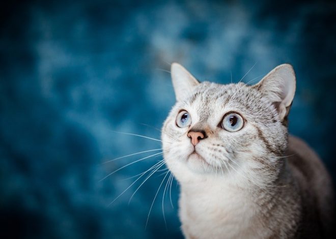 Innovative Pet Friendly Projects to Transform Your Home